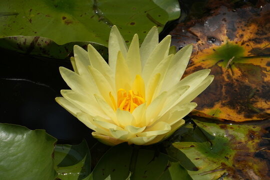 Yellow Water Lily under the sun-Nymphaea Mexicana Zucc.; Nymphaea Sunrise Yellow Water Lily; Water Lily Yellow