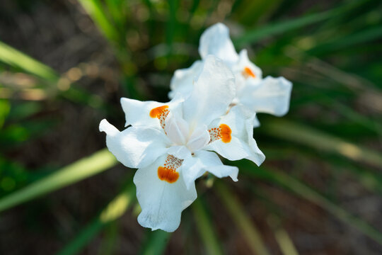 Flor de Mor&eacute;ia (Dietes iridioides)