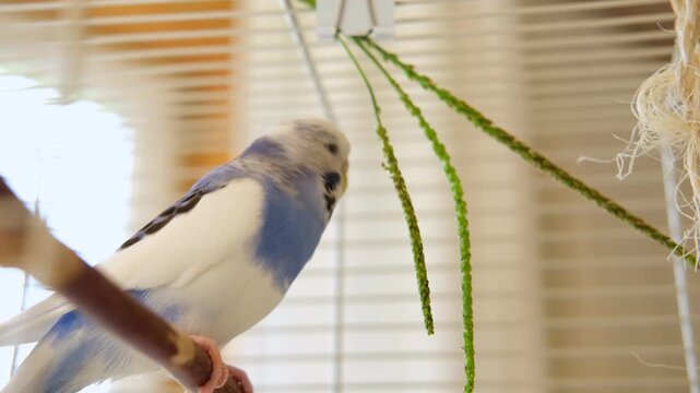 Very Cute Budgie is Happily Enjoying Its Meal Nestled at Home. Budgerigar feeds from a pink bowl. Blue White Parakeet Playing toys. Funny domestic animals. Humorous pets. Tamed bird. Funny Pet Parrot.