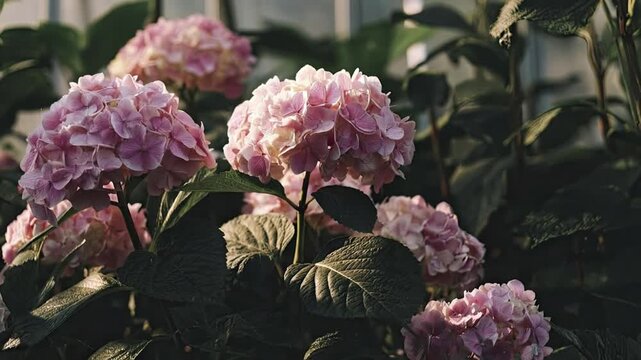 Beautiful pink hydrangea flowers blooming in a garden, close up of floral clusters with soft sunlight and green leaves in a greenhouse.
