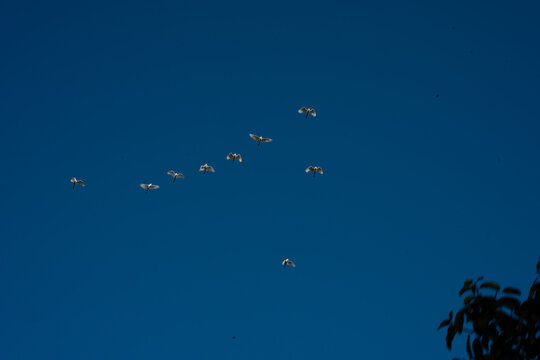 P&aacute;ssaros voando no fim de tarde