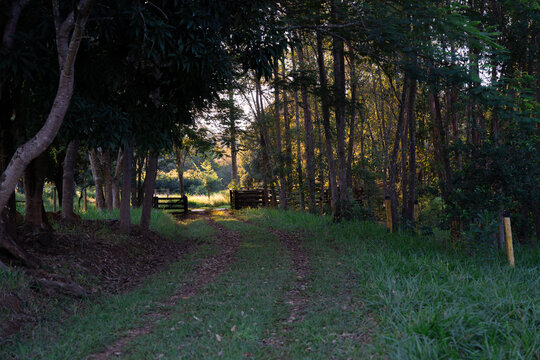 Paisagem de fim de tarde estrada de fazenda, ro&ccedil;a, campo