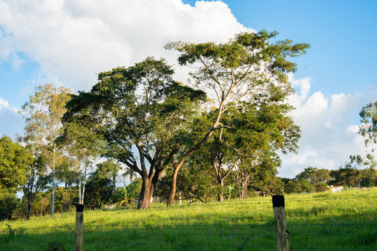 paisagem Minas Gerais, arvore
