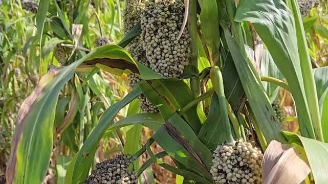 A lush field of tall sorghum plants, also known as jowar, thrives under a clear blue sky. The green stalks feature large, heavy seed heads in shades of green and golden-brown, ready to harvest.