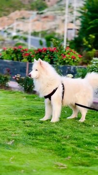 Beautiful white Samoyed dog standing on green grass in a garden.