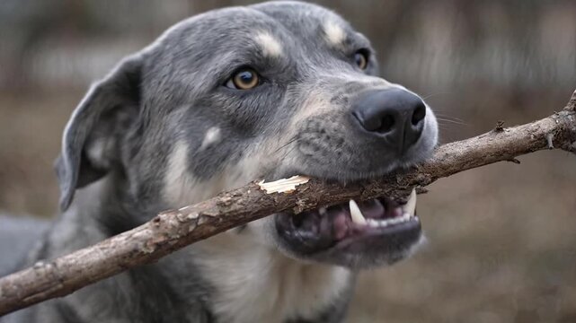 Close-up of a grey and white mixed breed dog holding a wooden stick in its mouth and looking up, playful pet animal outdoors in a park or forest.