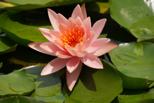 Pink Water Lily under the sun-Nymphaea 'Colorado'; Waterlily Pink; Pink WaterLilies; Nymphaea 'Sunny Pink'; Sunny Pink Water Lily