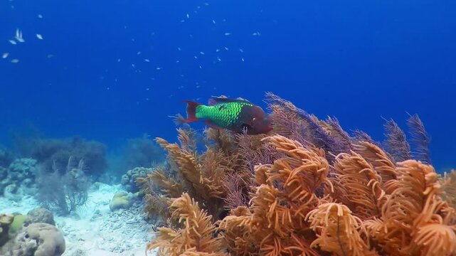 Fish (parrotfish) and corals on the vivid tropical reef. Underwater video from scuba diving with colorful fish on the coral reef. Corals, blue sea water and parrotfish. Marine life in the ocean.