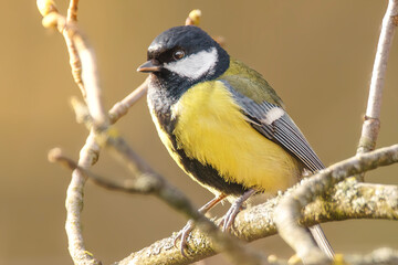 Kohlmeise im Sonnenschein © Micha Trillhaase