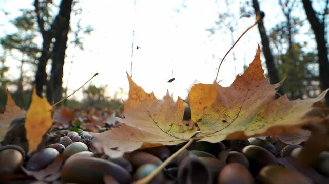 Autumn scene with falling acorns and maple leaf on ground in forest. Fall foliage background. Nature and environment concept. Scenic woodland landscape.