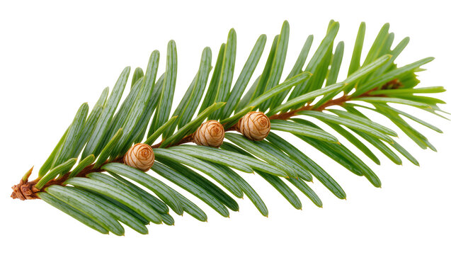Detail shot of a vibrant green spruce branch with new needles and small pine cones