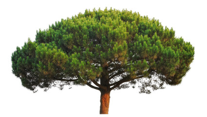 Stately green pine tree with a thick canopy and strong brown trunk perfect for architectural projects © Miguel