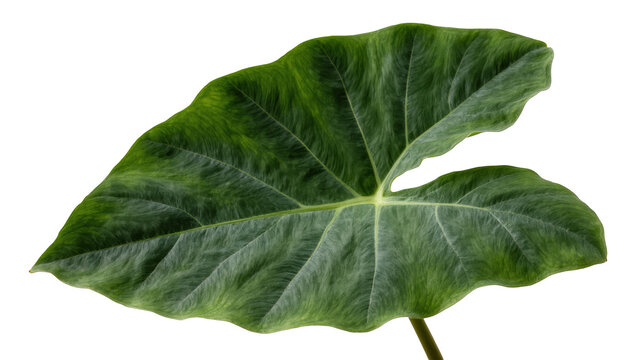 Striking single taro leaf with a beautiful dark green hue and prominent vein structure