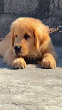 Portrait of a purebred Golden Retriever puppy with golden fur in sunlight.
