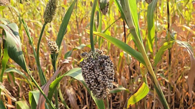 The heavy, mature panicles (seed heads) packed with starchy white grains. Sorghum is a resilient, drought-resistant crop crucial for food security in dry regions.