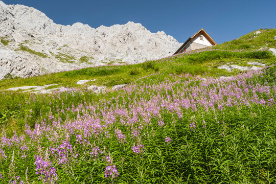 Mountain landscape. Alpine hut on a green meadow with purple flowers in the Alps on a sunny day. Volaia lake, Italian-Austrian border, Friuli Venezia Giulia.