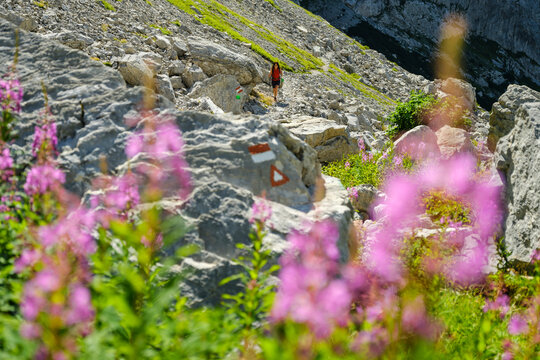 Hiking, travel: Woman hikes on a rocky trail with trekking poles, flowers in foreground, Volaia lake, Italian-Austrian border, Friuli Venezia Giulia.