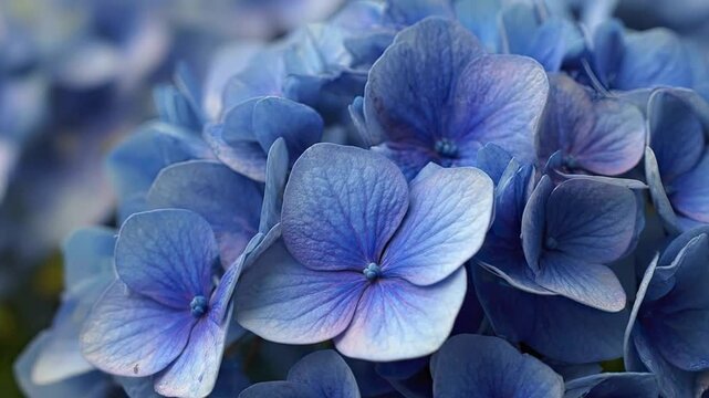 Macro shot of beautiful blue hydrangea flowers in full bloom, close-up of vibrant floral petals in a garden setting