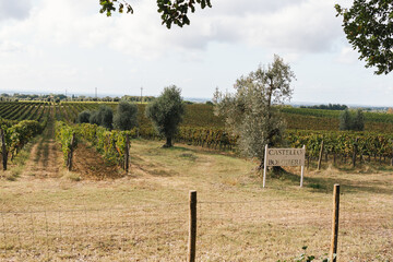 Fototapeta premium Vineyard landscape with estate sign in Bolgheri, Tuscany