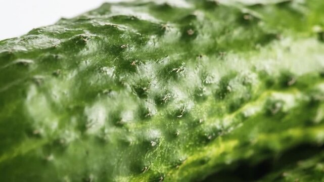 Three fresh green cucumbers with bumpy skin on a white background, organic raw vegetables for healthy cooking and diet.