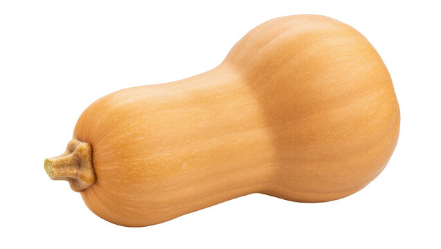 Fresh whole organic butternut squash, a healthy autumn vegetable produce ready for cooking