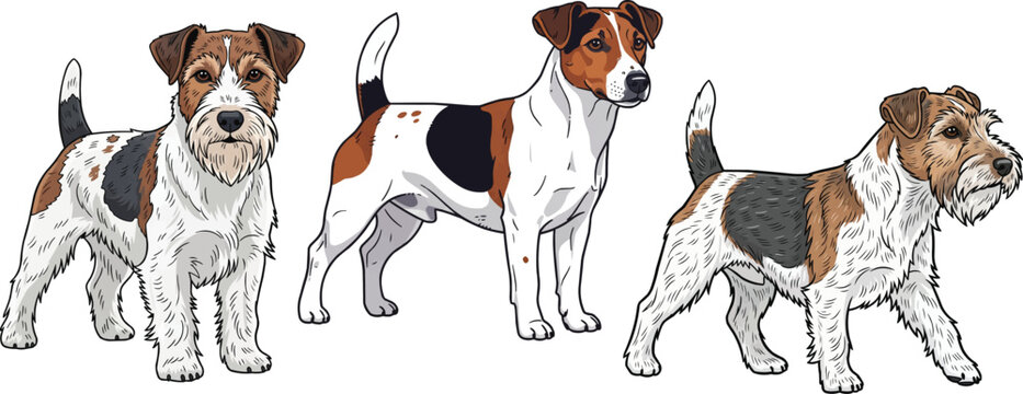 Parson Jack Russell Terrier dog standing alert walking pose set