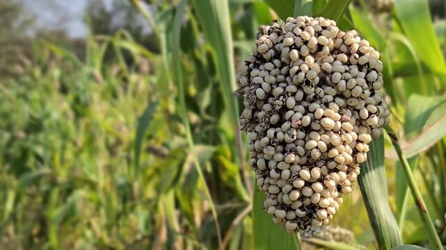 A mature head of sorghum (Sorghum bicolor), also known as great millet or jowar. The grain head is densely packed with numerous round, white to cream-colored kernels ready for harvest.