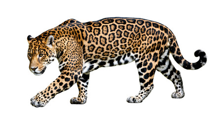 Powerful majestic jaguar with striking spotted fur patterns walking gracefully © Antonio