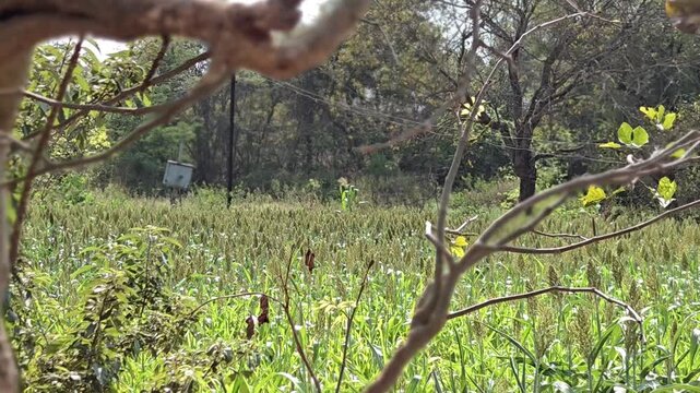 A lush jowar crop field, vital for agriculture, is viewed through the natural framing of tree branches. The vibrant green stalks reach towards the sky under the sun, with a utility box and bare trees.