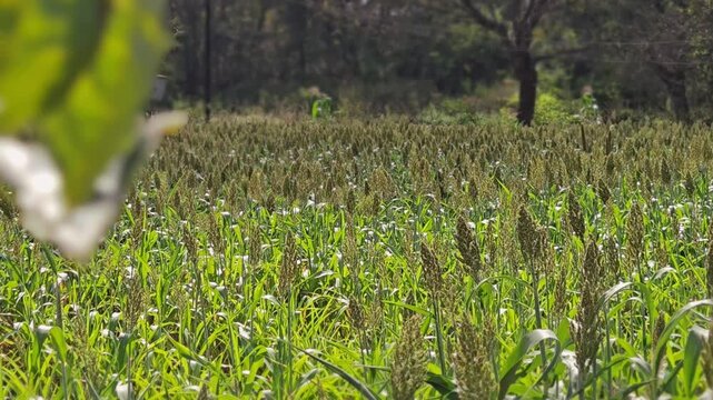 This vibrant jowar crop stands tall, displaying maturing grain heads against a bright horizon. With a mix of verdant leaves and browning seeds, the sorghum field looks healthy and nearly ready for the