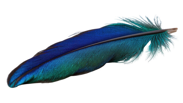 Beautiful vibrant blue and green iridescent bird feather showcasing natural elegance