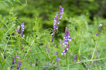 Obraz premium ナヨクサフジの花 Vicia villosa