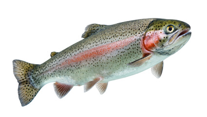 Obraz premium Vividly colored freshwater rainbow trout fish displaying its iconic red stripe