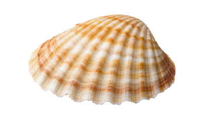 Detailed close-up of a natural ribbed cockle shell with beautiful texture and warm colors © Antonio