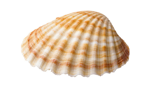 Detailed close-up of a natural ribbed cockle shell with beautiful texture and warm colors