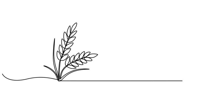 Animated self drawing of Ears of wheat one continuous line drawing .Fall harvest line art. Vector one line of spikelet . Thanksgiving symbol.Grain, One continuous line.