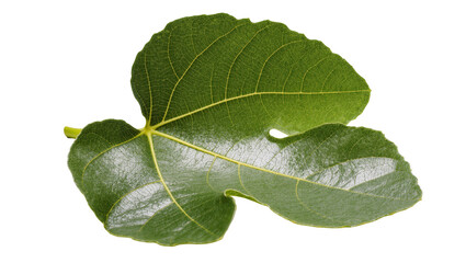 Obraz premium Fresh green fig leaf showcasing its unique lobed shape and intricate venation