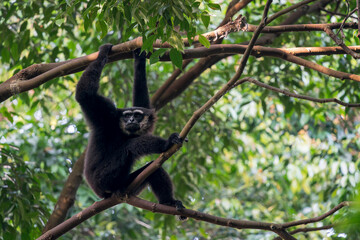 An Agile Gibbon sits on a branch in the late afternoon in Asia, Malaysia. He looks to the left. © Rob