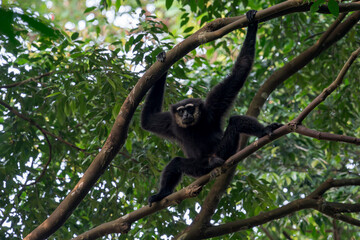 Obraz premium An Agile Gibbon sits on a branch and holds another branch with his arms above his head in the late afternoon in Asia, Malaysia.