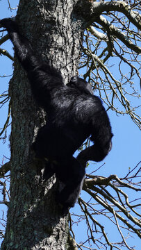 A Siamang Gibbon is seen climbing a tree in its natural outdoor environment, with a clear blue sky as the backdrop.