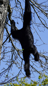 A Siamang gibbon is seen hanging from a tree branch in an outdoor environment, highlighting its natural agility against a clear blue sky.