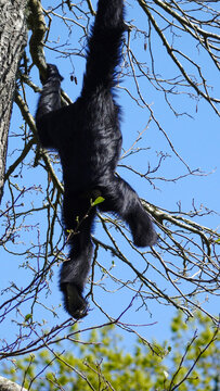A Siamang Gibbon is seen hanging upside down from tree branches, displaying its natural agility in a wildlife park setting.