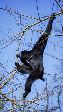 A Siamang Gibbon swings through bare tree branches at Manor Wildlife Park, showcasing its agility against a clear blue sky.