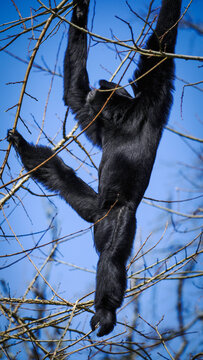 A Siamang Gibbon is seen swinging among tree branches in a wildlife park, set against a bright blue sky, highlighting its natural agility and outdoor habitat.