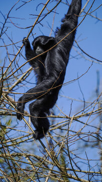 A Siamang Gibbon is seen hanging from tree branches in its natural outdoor habitat, highlighting its arboreal lifestyle.