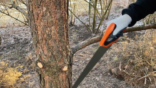 Man cutting dry branches from pine tree with hand saw, spring garden maintenance, pruning trees in backyard, gardening work process, care of household plot, outdoor activity
