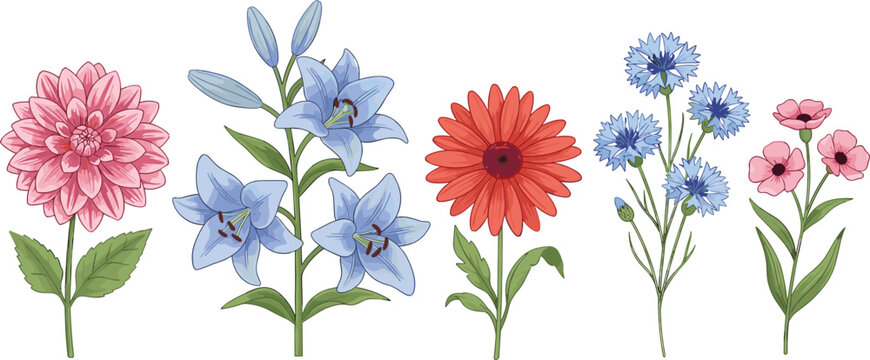 Vector illustration set of garden flowers including pink dahlia blue lilies orange gerbera daisy and cornflowers for botanical wedding and floral design