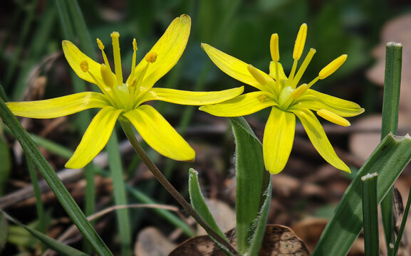Close-up of yellow star-of-Bethlehem (Gagea lutea) flowers blooming on forest floor. Early spring wildflowers in natural woodland habitat.