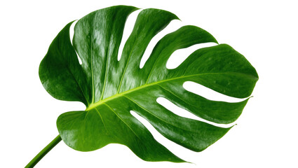 Beautiful lush green tropical Monstera leaf displaying its iconic splits and vibrant color. © Nuria