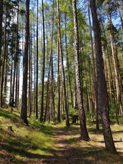 Fototapeta premium Woodland trail with lush greenery and soft light, calm forest path with natural leading lines and depth